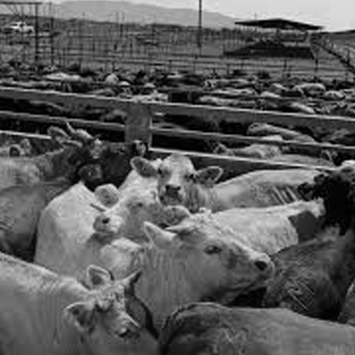 Importación de animales y productos de origen animal